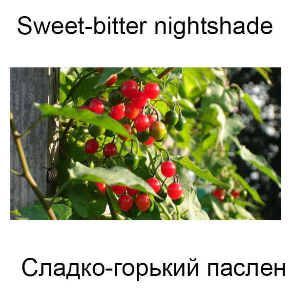 Виды грибов на английсуом